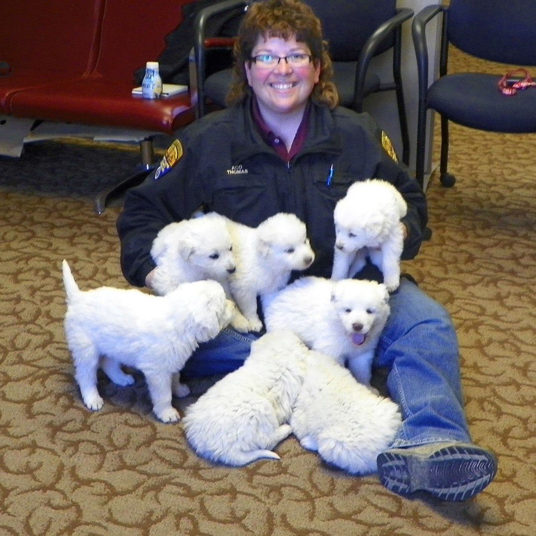 Two years ago, seven Great Pyrenees puppies (pictured with County Animal Control Officer Chris Thomas) were picked up by someone who thought they were abandoned. Their mother was actually a working sheep dog in the area. Photo provided by Sweetwater County Sheriff's Office. 